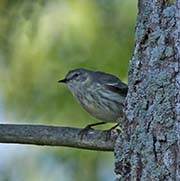 Picture/image of Cape May Warbler