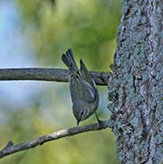 Cape May Warbler
