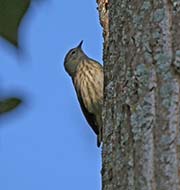 Picture/image of Cape May Warbler