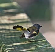 Picture/image of American Redstart