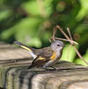 Picture/image of American Redstart