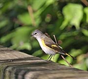 Picture/image of American Redstart
