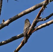 Picture/image of Eastern Wood-Pewee