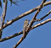 Picture/image of Eastern Wood-Pewee