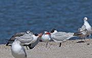 Picture/image of Caspian Tern