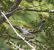 Picture/image of Chestnut-sided Warbler