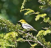 Picture/image of Black-throated Green Warbler