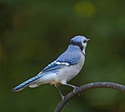 Picture/image of Blue Jay