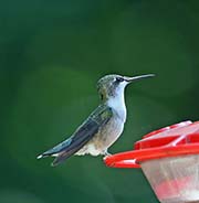 Picture/image of Ruby-throated Hummingbird