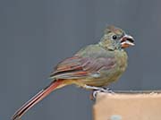 Picture/image of Northern Cardinal