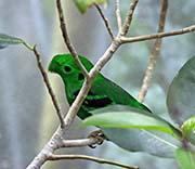 Picture/image of Green Broadbill