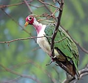 Picture/image of Jambu Fruit-Dove