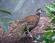 Picture/image of Palawan Peacock-Pheasant
