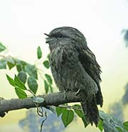 Picture/image of Tawny Frogmouth