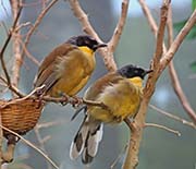 Picture/image of Blue-crowned Laughingthrush