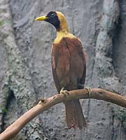 Picture/image of Red Bird-of-paradise