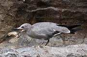 Picture/image of Grey Gull
