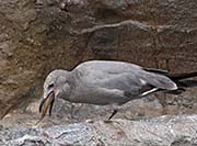 Picture/image of Grey Gull