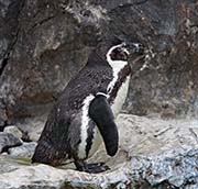 Picture/image of Humboldt Penguin