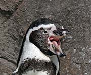 Picture/image of Humboldt Penguin