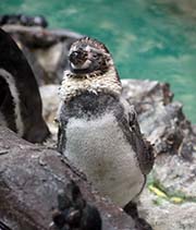 Picture/image of Humboldt Penguin
