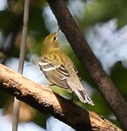 Picture/image of Bay-breasted Warbler