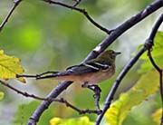 Picture/image of Bay-breasted Warbler
