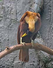 Picture/image of Red Bird-of-paradise