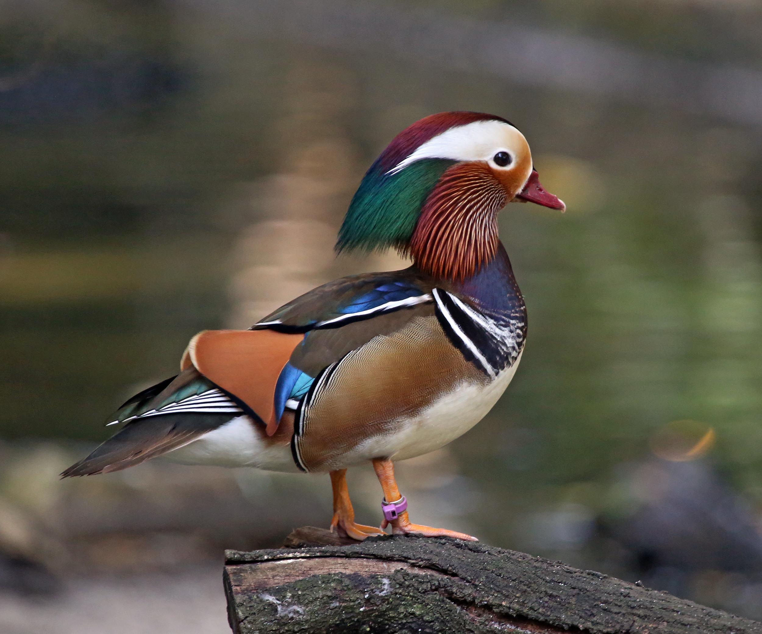 Pictures and information on Mandarin Duck