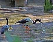 Picture/image of Magpie Goose