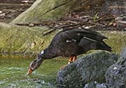 Picture/image of White-winged Duck