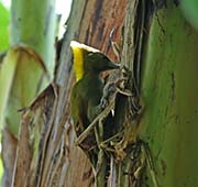 Picture/image of Greater Yellownape