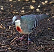 Picture/image of Luzon Bleeding-heart