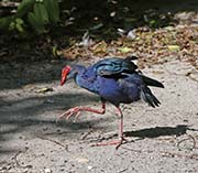 Picture/image of Purple Swamphen