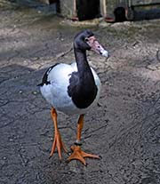 Picture/image of Magpie Goose