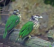Picture/image of White-eared Catbird