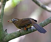 Picture/image of Chinese Hwamei