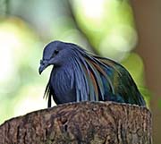 Picture/image of Nicobar Pigeon