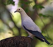Picture/image of Pied Imperial Pigeon