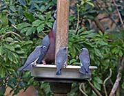 Picture/image of White-breasted Woodswallow