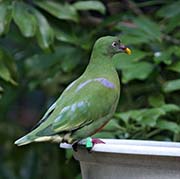 Picture/image of Orange-bellied Fruit-Dove