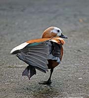 Picture/image of Ruddy Shelduck