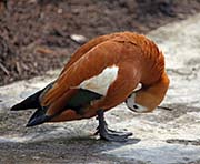 Picture/image of Ruddy Shelduck