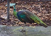 Picture/image of Green Peafowl