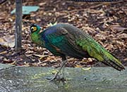 Green Peafowl