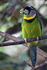 Picture/image of Fire-tufted Barbet