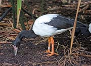 Picture/image of Magpie Goose