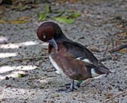 Picture/image of Ferruginous Duck