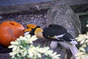 Picture/image of Great Hornbill
