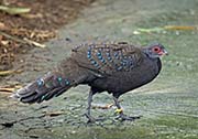 Germain's Peacock-Pheasant